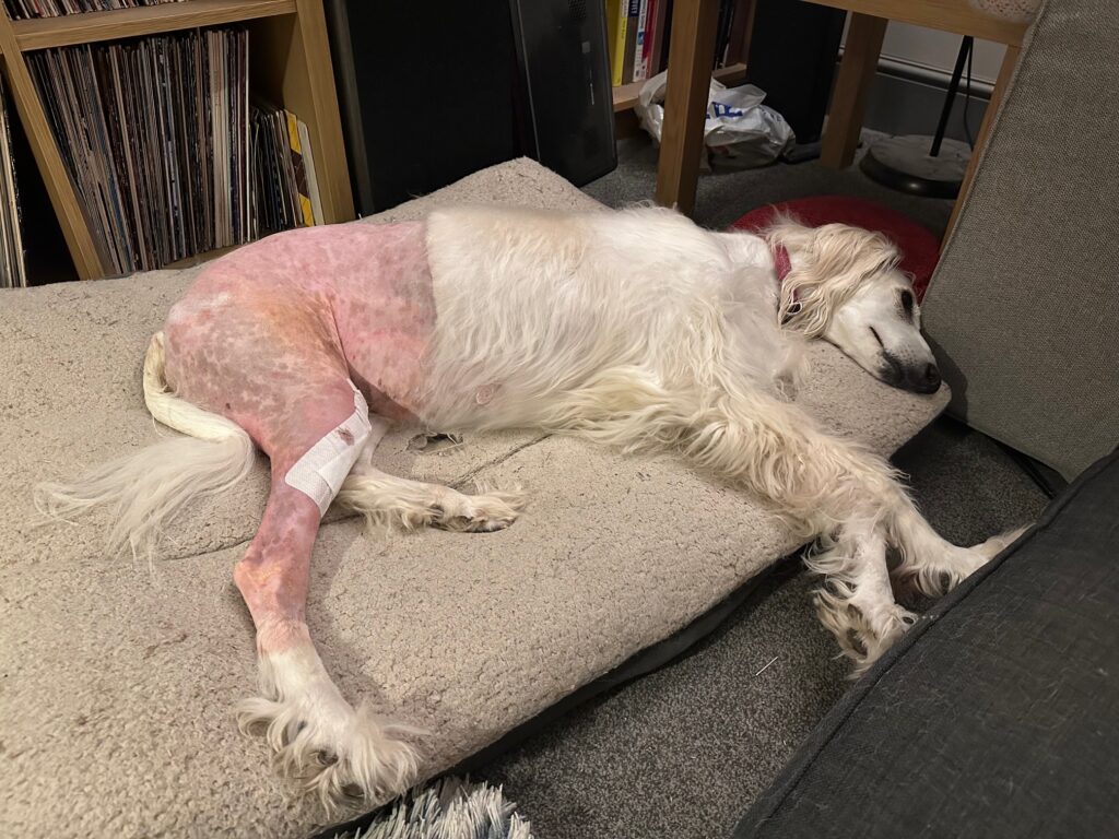 Suszi with a lot of missing hair and a bandange